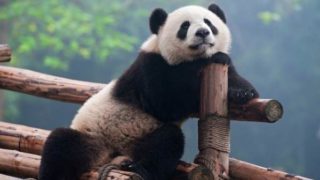 実はパンダはチベットに住んでいる！でもレンタル料は中国へ